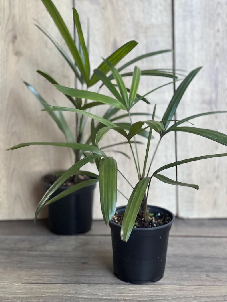 Rhapis Palm Plant in 4" Pot, Lady Palm, Air Purifying Indoor/Outdoor, Rhapis excelsa, Non-Toxic to Pets