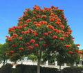 African Tulip Tree Potted Plant - 2-3 Feet - Spathodea campanulata - Tropical Exotic Tree with Orange-Red Flowers