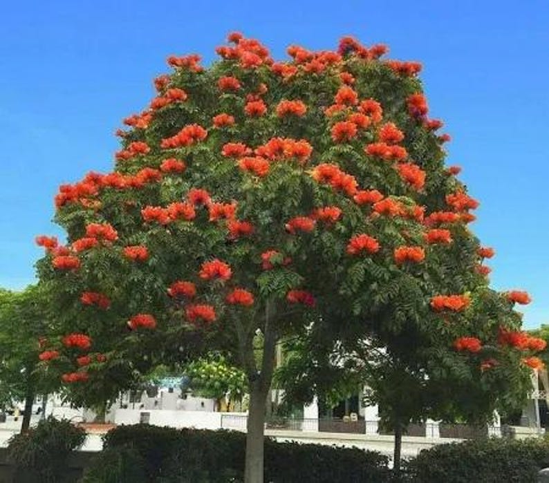 African Tulip Tree Potted Plant - 2-3 Feet - Spathodea campanulata - Tropical Exotic Tree with Orange-Red Flowers
