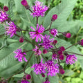 Organic Ironweed Plant in 2.5-Inch Pot - Vernonia gigantea, Perennial Flower for Pollinators, West Virginia Grown