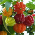 Surinam Cherry Plant in Half Gallon Pot – Eugenia uniflora, Easy to Grow, High Yielding Fruit Tree, Compact Shrub for Patio or Container