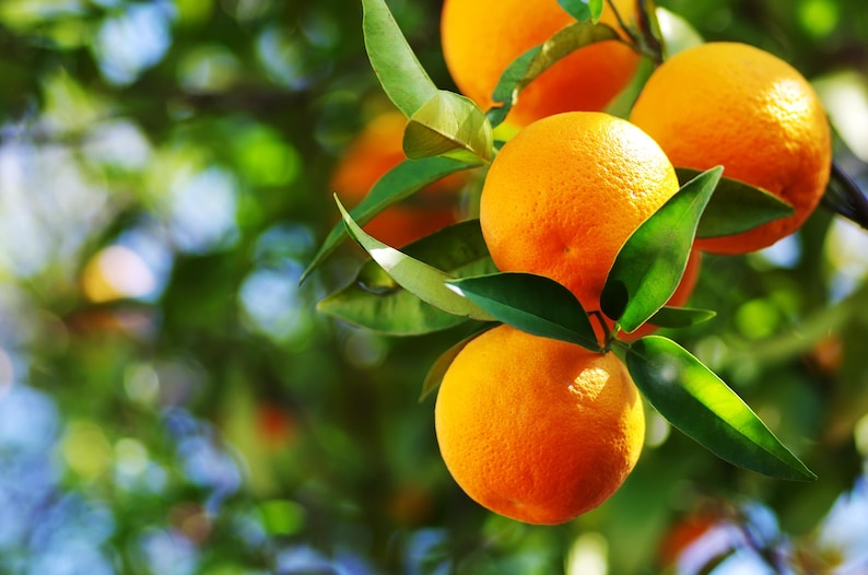 Vernia Sweet Orange Tree in 1/2 Gallon Pot | Citrus sinensis Grafted Fruit Tree for Gardens & Patios