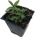 Organic Hoary Mountain Mint Plant in 2.5-Inch Pot, Pycnanthemum incanum, Pollinator Friendly, White Flowers, Hardy in Zones 4-8