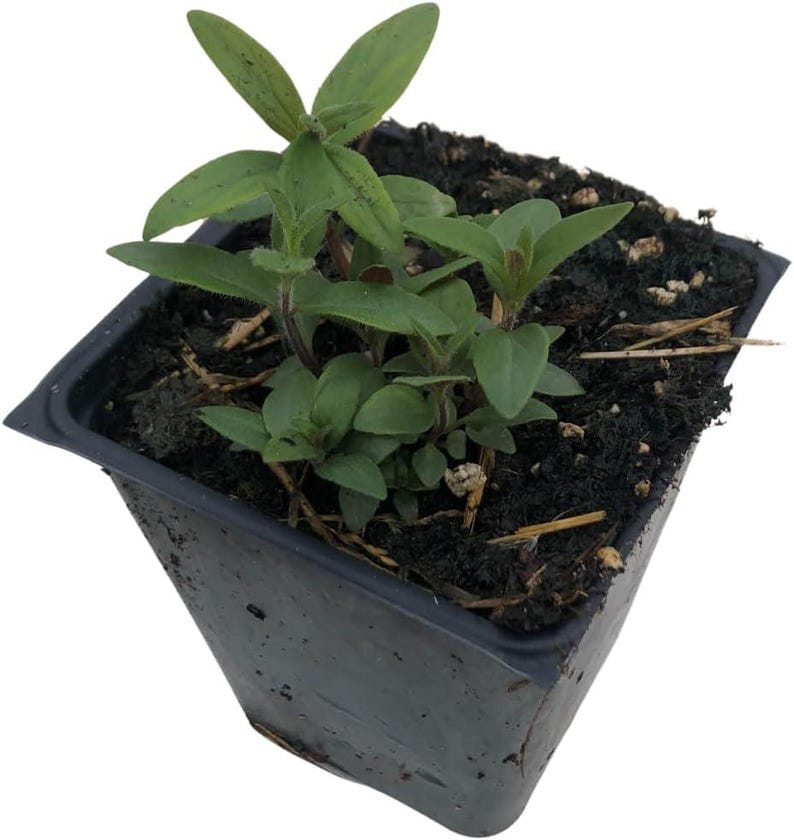 Organic Hoary Mountain Mint Plant in 2.5-Inch Pot, Pycnanthemum incanum, Pollinator Friendly, White Flowers, Hardy in Zones 4-8