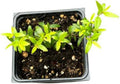 Organic Green Myrtle Plant in 2.5-Inch Pot, Myrtus communis, Drought Tolerant, Deer Resistant, Indoor & Outdoor Gardening