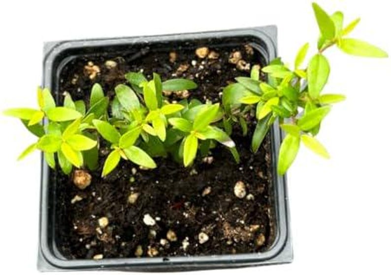 Organic Green Myrtle Plant in 2.5-Inch Pot, Myrtus communis, Drought Tolerant, Deer Resistant, Indoor & Outdoor Gardening