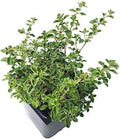 Organic Golden Variegated Lemon Thyme Plant 2.5-inch Pot | Thymus x citriodorus 'Aureus' | Fragrant Culinary Herb