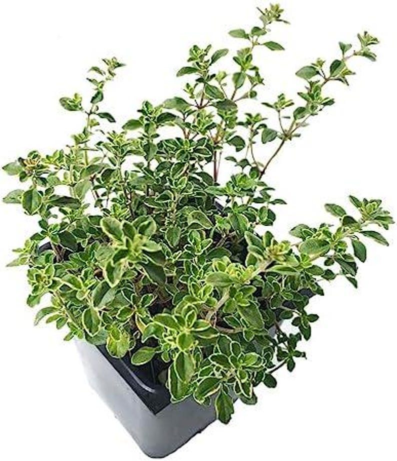 Organic Golden Variegated Lemon Thyme Plant 2.5-inch Pot | Thymus x citriodorus 'Aureus' | Fragrant Culinary Herb