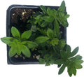 Organic Sweet Woodruff Plant in 2.5-Inch Pot, Groundcover for Shade, Galium odoratum, Moist Soil, West Virginia Grown