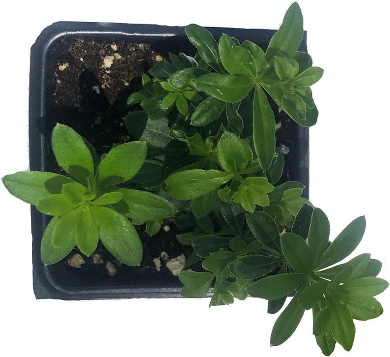 Organic Sweet Woodruff Plant in 2.5-Inch Pot, Groundcover for Shade, Galium odoratum, Moist Soil, West Virginia Grown