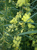 Willow Wattle Plant - 1 Gallon Acacia iteaphylla Blue-Green Drought Tolerant Evergreen Shrub