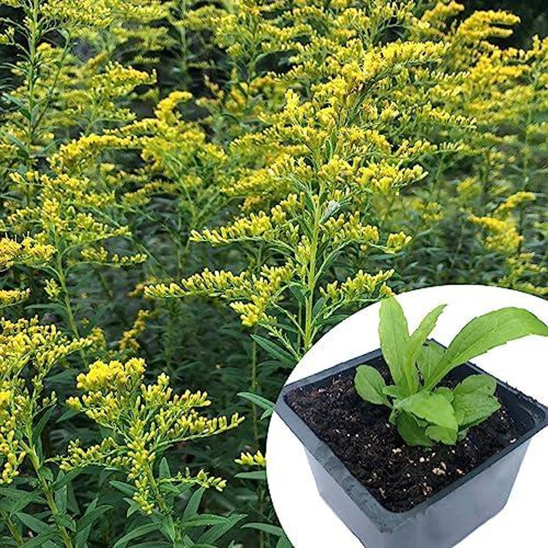 Organic Goldenrod Plant in 2.5-Inch Pot, Solidago canadensis, Native Pollinator-Friendly Perennial