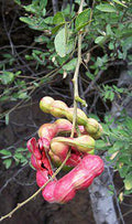Guamuchil Live Plant - 4 Feet Tall - Edible Pods & Fodder Tree - Pithecellobium dulce - 3-Gallon Pot