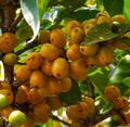 Nance Fruit Tree in 3-Gallon Pot | Byrsonima crassifolia | Tropical Yellow-Orange Fruit | Hardy Garden Tree