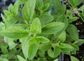 Organic Italian Oregano Plant in 2.5-Inch Pot | Drought Tolerant Herb | Origanum vulgare for Cooking & Seasoning