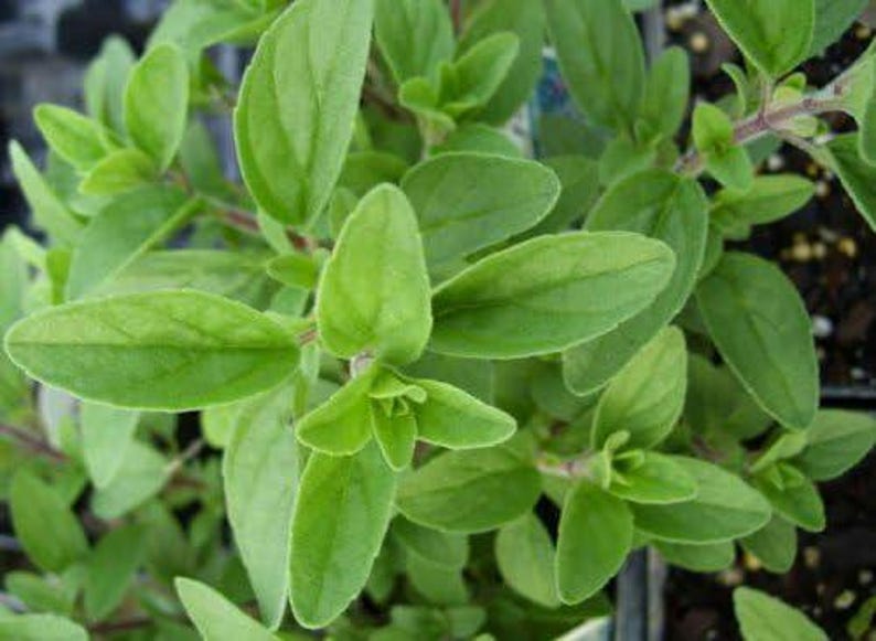 Organic Italian Oregano Plant in 2.5-Inch Pot | Drought Tolerant Herb | Origanum vulgare for Cooking & Seasoning