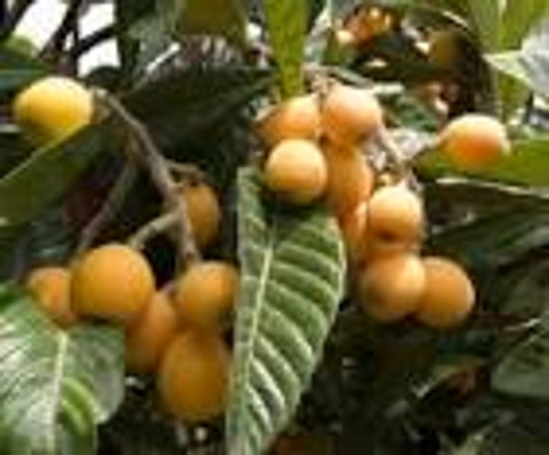 Golden Nugget Loquat Seedling Tree - Live 6" Pot Eriobotrya japonica Small Evergreen Plant