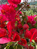 Bougainvillea Plant - 1 ft in 6" Pot - Bronze-Red Flowers - Sharon Wesley - Drought Tolerant Indoor Outdoor