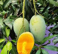 Grafted Valencia Pride Mango Tree in 1/2 Gallon Pot - Tropical Fruit Plant, Mangifera indica, Edible Garden Tree