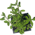 Organic Marjoram Plant in 2.5-inch Pot, Knotted & Sweet Marjoram, Origanum majorana, Culinary Herb, Live Herb Seedling