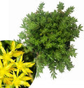 Organic Gold Moss Stonecrop Sedum Live Plant 2.5-Inch Pot, Drought-Tolerant Succulent for Indoor & Outdoor Gardens