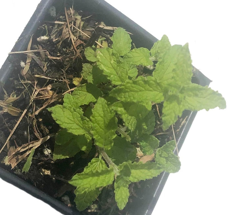 Organic Strawberry Mint Plant in 2.5-Inch Pot, Mentha x piperita 'Strawberry' | Perennial Herb with Sweet-Scented Leaves