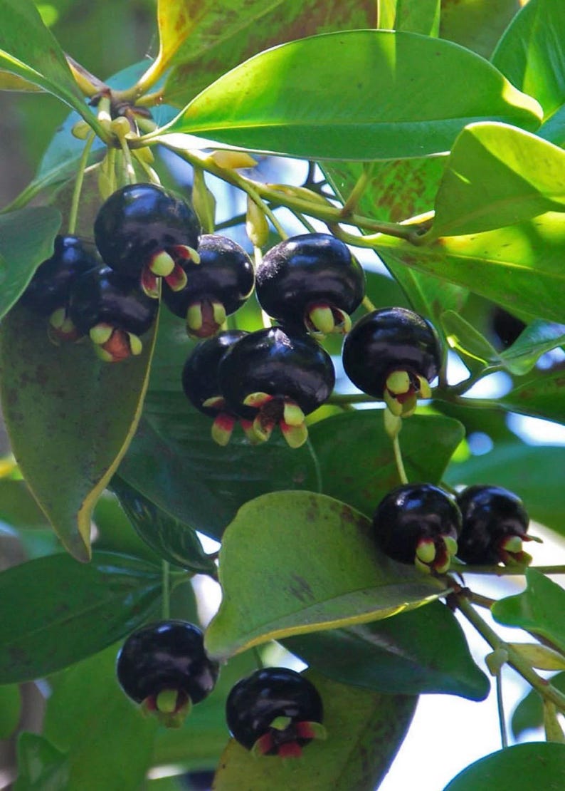 Grumichama Tree 3-Gallon Pot Eugenia brasiliensis Tropical Fruit Tree with Sweet Berries for Garden