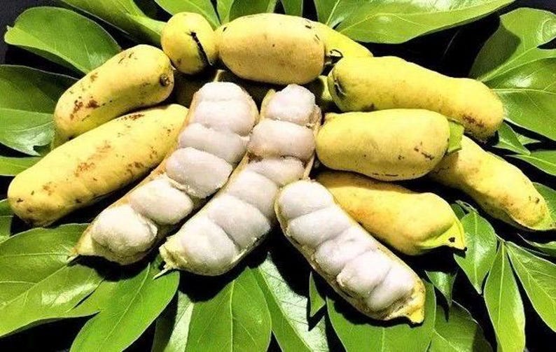 Ice Cream Bean Tree in 3 Gallon Pot, Inga edulis, Tropical Fruit, Vanilla Flavor Pods, Edible Exotic Tree for Garden