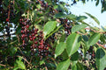 Capulin Cherry Tree - 6-Inch Pot - Edible Mexico Cherry - Prunus serotina var. capuli - 1 Foot Tall Fruit Plant