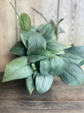 Scindapsus Silver Hero Plant in 4" Pot | Pothos-Like Houseplant | Variegated Tropical Foliage | Scindapsus pictus