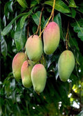 Grafted Pickering Mango Tree in 1/2 Gallon Pot – Compact Tropical Fruit Plant Mangifera indica for Small Spaces