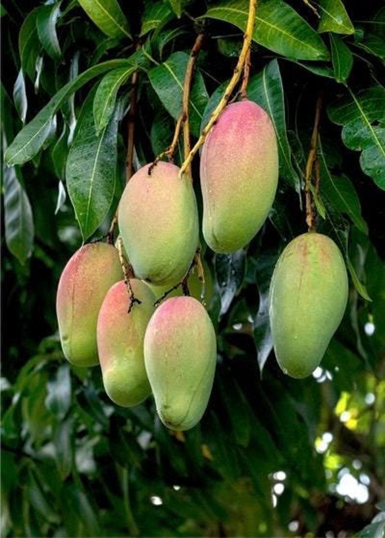 Grafted Pickering Mango Tree in 1/2 Gallon Pot – Compact Tropical Fruit Plant Mangifera indica for Small Spaces