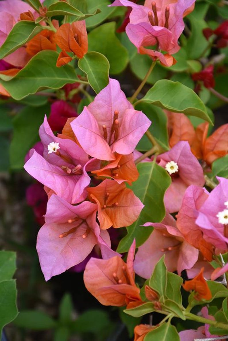 Bougainvillea Plant 1-2 Feet Rosenka in 6" Pot - Bougainvillea glabra, Vibrant Foliage, Drought-Tolerant, Container Garden