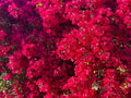 Bougainvillea Plant 3-Gallon Pot San Diego Red Evergreen Shrub Bougainvillea glabra