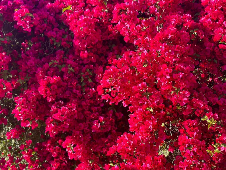 Bougainvillea Plant 3-Gallon Pot San Diego Red Evergreen Shrub Bougainvillea glabra