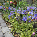 Agapanthus ‘Neverland’ Live Plant in 6" Pot, Violet Lilac Blooms, Variegated Leaves, Perennial Garden Flower, Agapanthus praecox