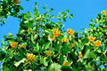 Tulip Tree Sapling – Up to 3 ft Tall – Liriodendron tulipifera – Hardy Landscape Tree for Gardens and Parks