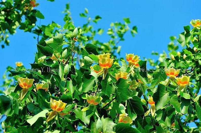 Tulip Tree Sapling – Up to 3 ft Tall – Liriodendron tulipifera – Hardy Landscape Tree for Gardens and Parks