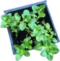 Organic Pennyroyal Live Plant 2.5-Inch Pot, Creeping Perennial with Purple Flowers, Mentha pulegium