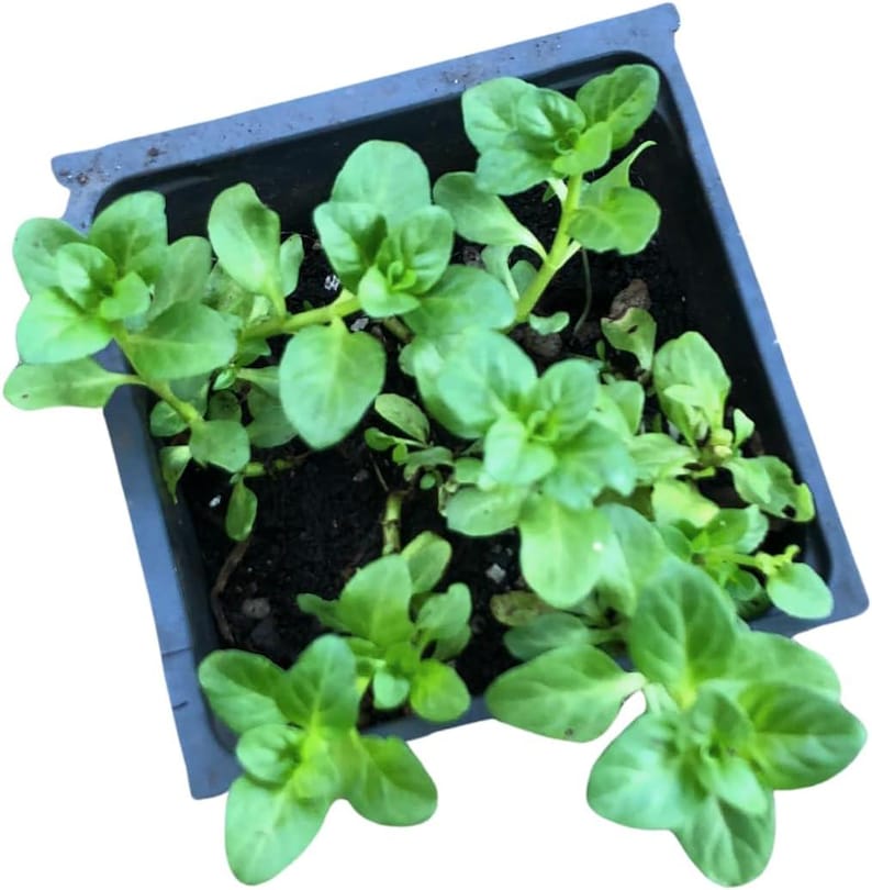 Organic Pennyroyal Live Plant 2.5-Inch Pot, Creeping Perennial with Purple Flowers, Mentha pulegium