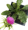 Organic Milk Thistle Plant in 2.5-inch Pot, Pink-Purple Flowers, Drought Tolerant, Silybum marianum, Full Sun