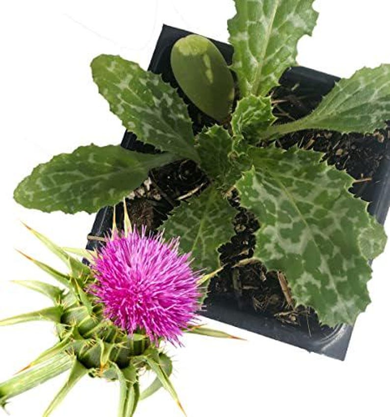 Organic Milk Thistle Plant in 2.5-inch Pot, Pink-Purple Flowers, Drought Tolerant, Silybum marianum, Full Sun