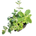 Organic Pineapple Mint Plant in 2.5-inch Pot, Variegated Mentha suaveolens for Teas & Desserts