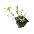 Mountain Mint Plant 2.5-Inch Pot, Narrow-Leaved Pycnanthemum Tenuifolium, Organic, Deer-Resistant, Pollinator-Friendly