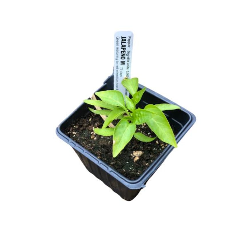 Organic Jalapeno Pepper Plant in 2.5-inch Pot, Capsicum annuum, Green Chili, Spicy Vegetable for Garden or Container