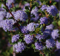 Ceanothus 'Blue Jeans' Evergreen Mountain Lilac 6" Pot Lavender Flowers Hardy Hybrid Alkaline Soil Tolerant