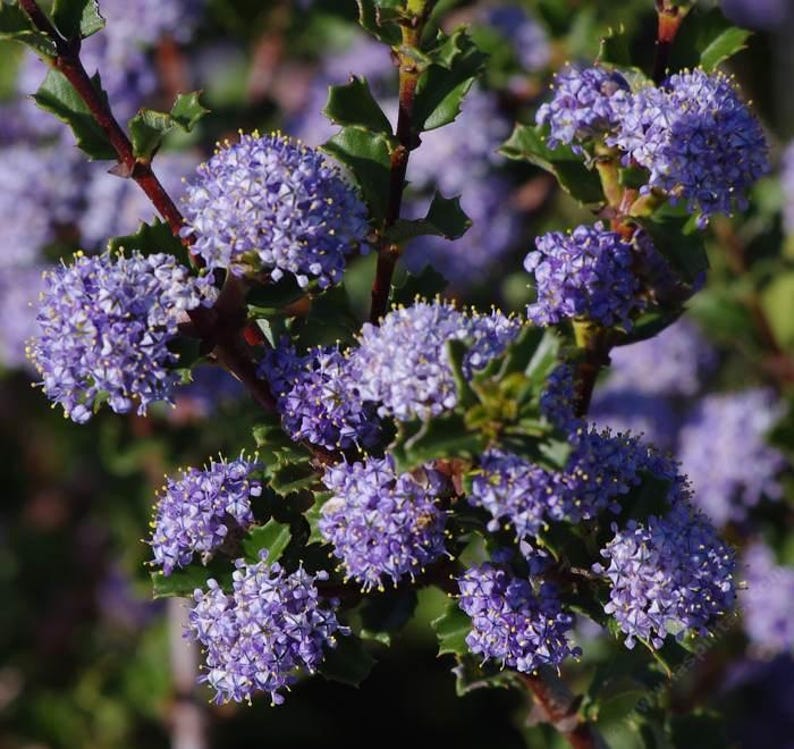Ceanothus 'Blue Jeans' Evergreen Mountain Lilac 6" Pot Lavender Flowers Hardy Hybrid Alkaline Soil Tolerant