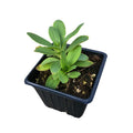 Soapwort Plant in 2.5-Inch Pot, Saponaria officinalis, Organic Herbaceous Perennial for Shade Gardens