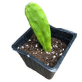 Organic Prickly Pear Cactus Plant 2.5-inch Pot Opuntia cochenillifera with Pink Flowers, Green Pads