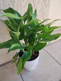 Aglaonema Spathonema Houseplant - Small Rooted Plant with Free Cutting - Easy Care Indoor Plant - Aglaonema for Home Decor